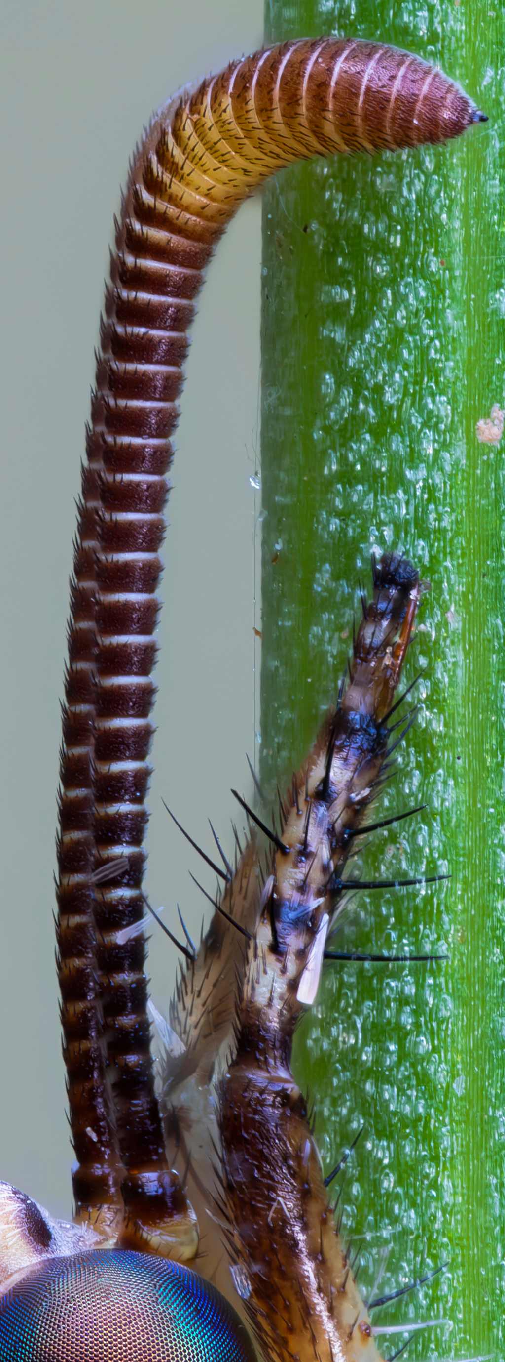 Myrmeleontidae - Macronemurus appendiculatus